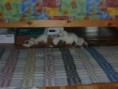 /album/fotogaleria/snimka015-jpg/