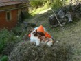 /album/fotogaleria/snimka072-jpg/